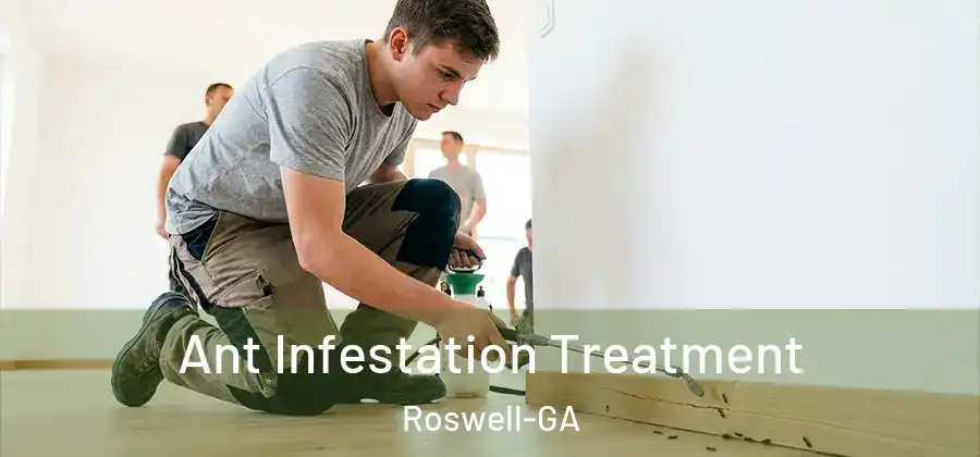 Ant Infestation Treatment Roswell-GA