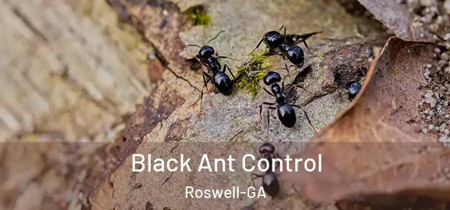 Black Ant Control Roswell-GA