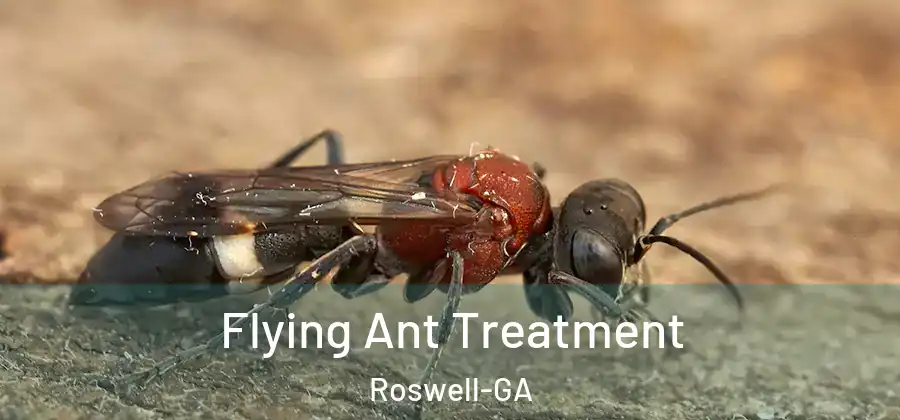 Flying Ant Treatment Roswell-GA