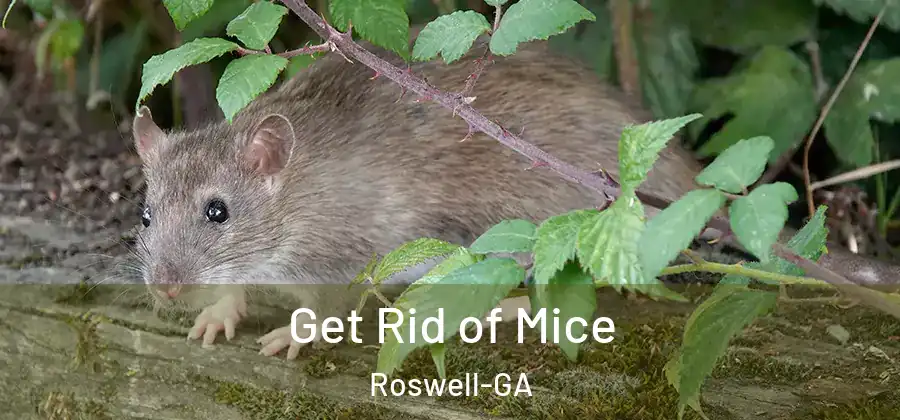 Get Rid of Mice Roswell-GA