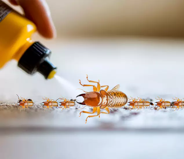 Reliable Bora Care Termite Experts in Roswell, GA