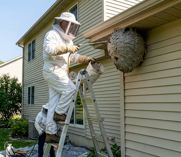 Expert Wasp Nest Removal: Your Local Wasp Nest Removal Company in Roswell, GA
