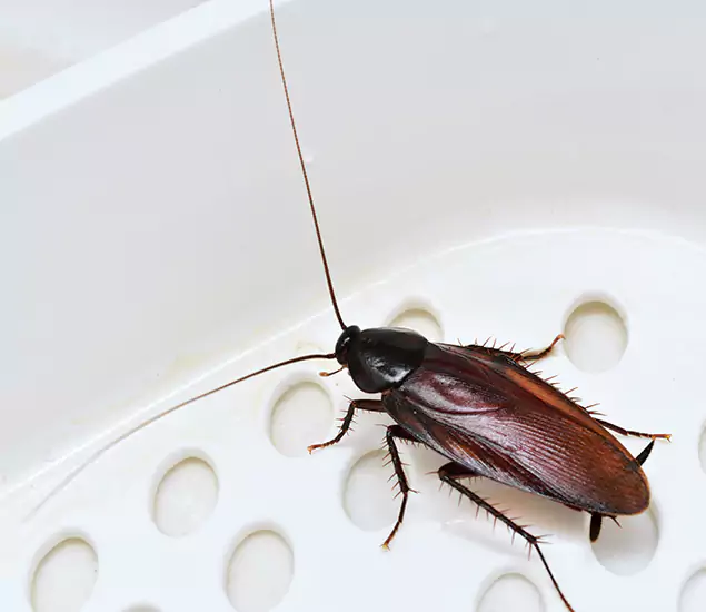 Trusted Cockroach Exterminator: Your Roach Control Services in Roswell, GA