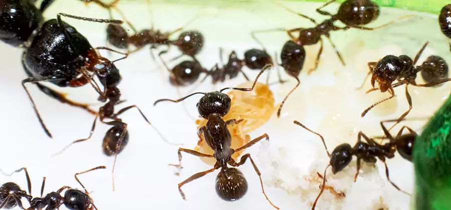 Argentine Ant Barrier Treatment in Roswell