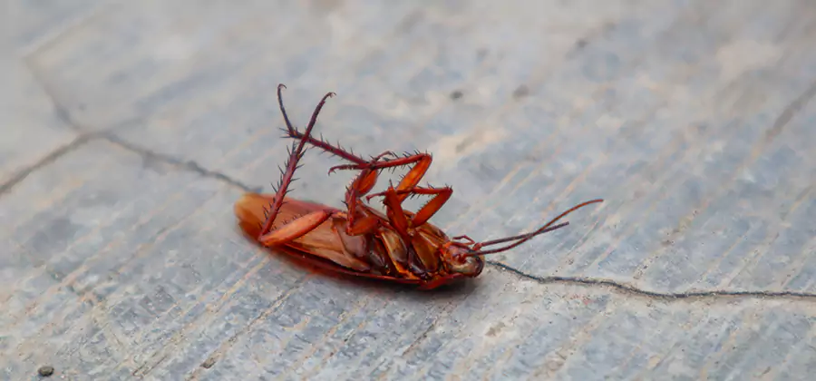 Cockroach Eradication for Commercial Properties in Roswell