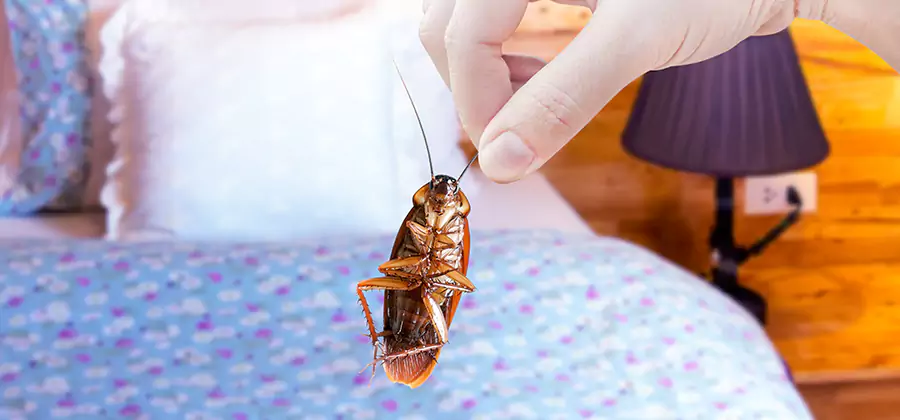 Fast Roach Elimination in Roswell