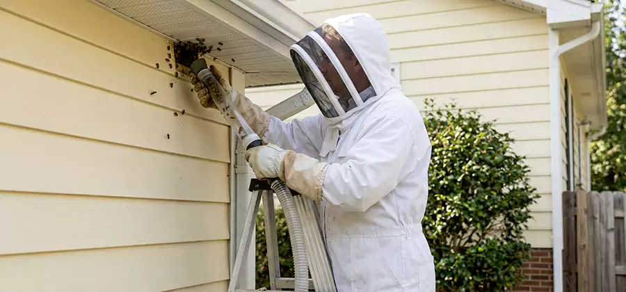 Wasp Nest in Wall Removal in Roswell