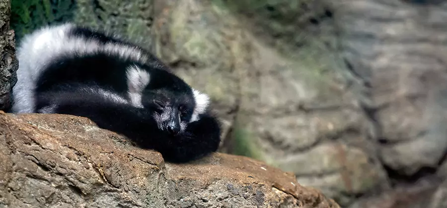 Humane Skunk Removal in Roswell