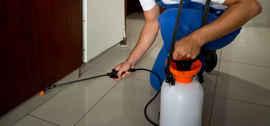 Indoor Insect Killer Solutions in Roswell
