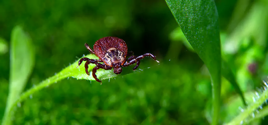 Tick Prevention for Yard in Roswell