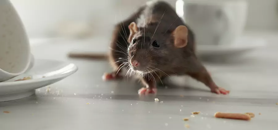 Rodent Feces Removal in Roswell