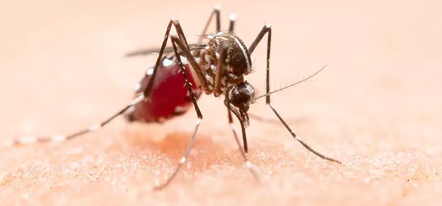 Indoor Mosquito Killer and Interior Control in Roswell