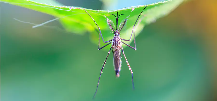 Home Defense Insect Killer in Roswell