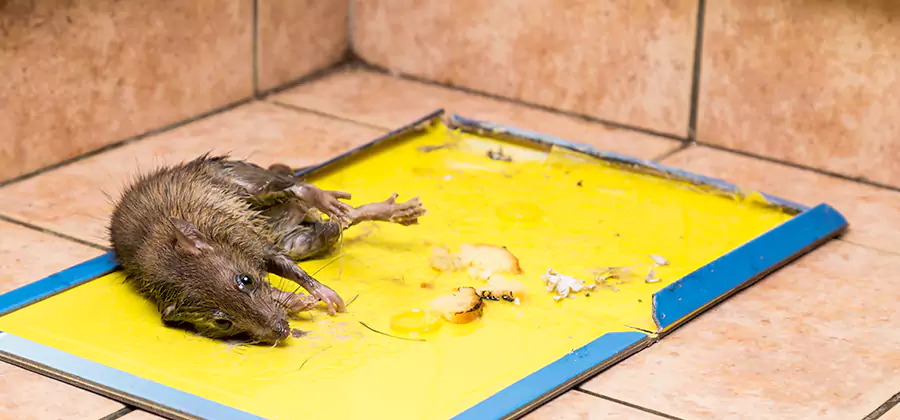 Mouse and Rat Control in Roswell