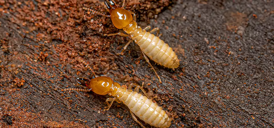 Natural Ant Hill Killer Treatment in Roswell