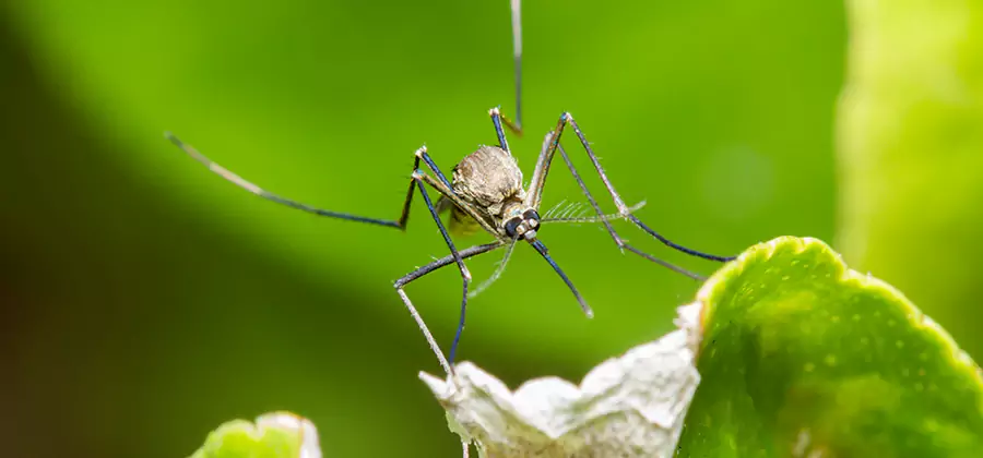 Natural Outdoor Mosquito Repellent in Roswell