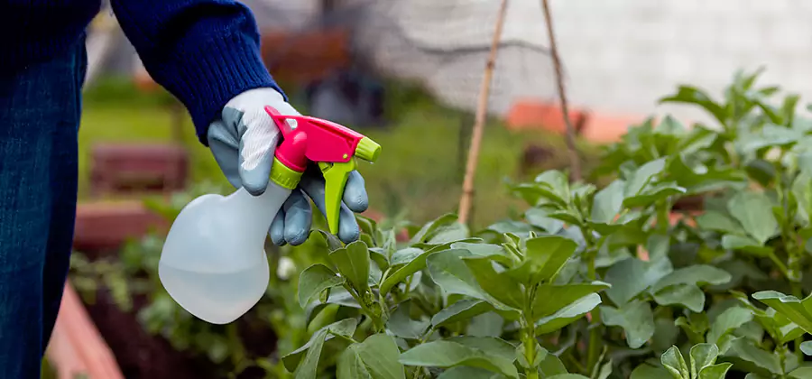 One Time Termite Control in Roswell
