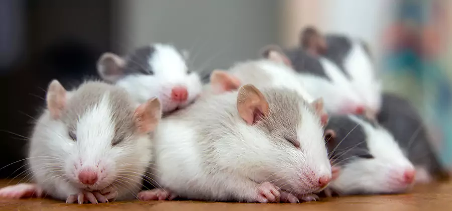 Rat Infestation Exclusion Service in Roswell