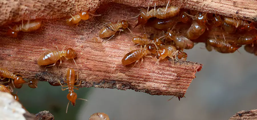 Perimeter Soil Termite Treatment in Roswell