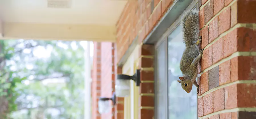 Squirrel Inside Walls Removal in Roswell