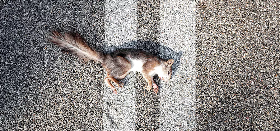 Dead Squirrel Removal in Roswell