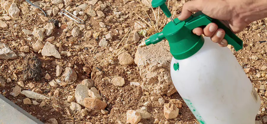 Heat Treatment Termite Cost in Roswell