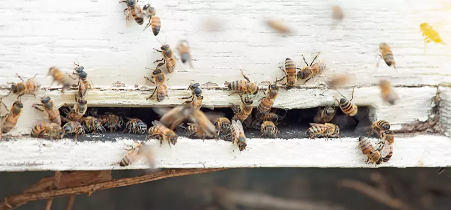 Residential Termite Fumigation in Roswell