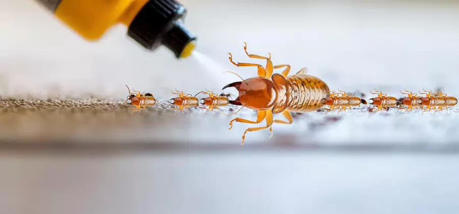 Foundation Termite Spraying Control in Roswell