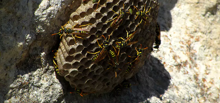 Wasp Nest in Tree Removal Roswell