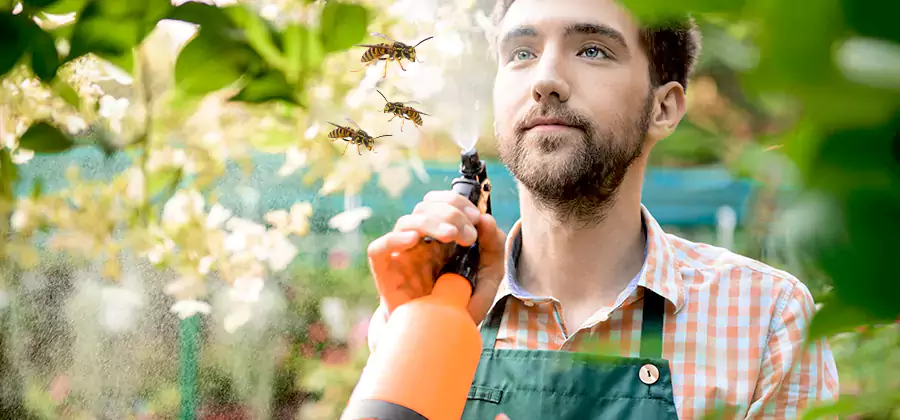 Yellow Jacket Wasp Removal in Roswell