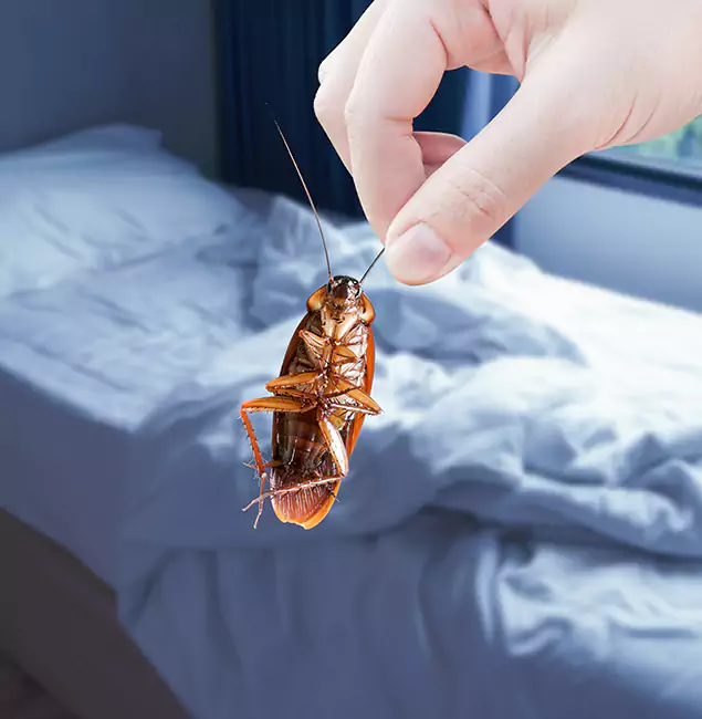 Why Choose Roswell Pest Control Pros for Bed Bug Extermination in Roswell, GA?