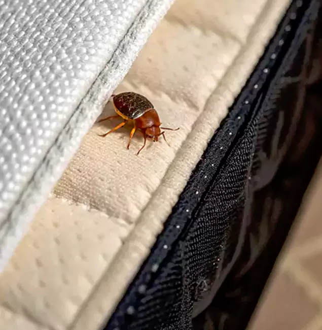 Why Choose Roswell Pest Control Pros for Bed Bug Treatment at Home in Roswell, GA?