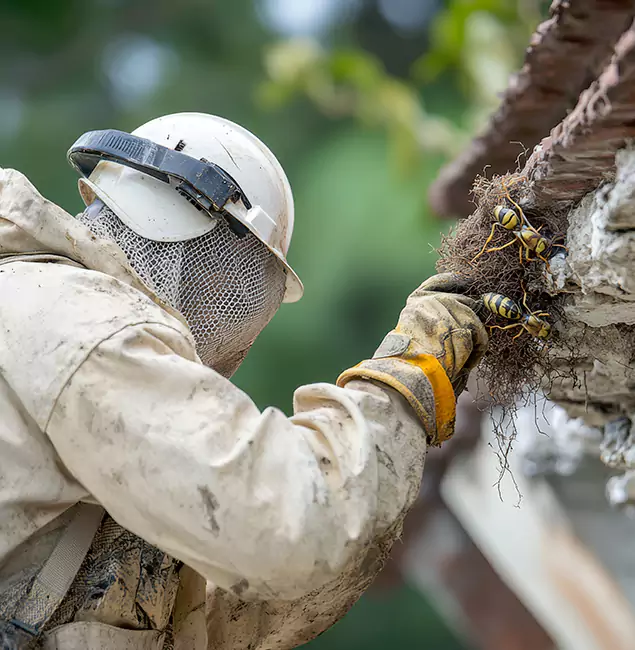Why Roswell Property Owners Choose Roswell Pest Control Pros for Bee Exterminator?