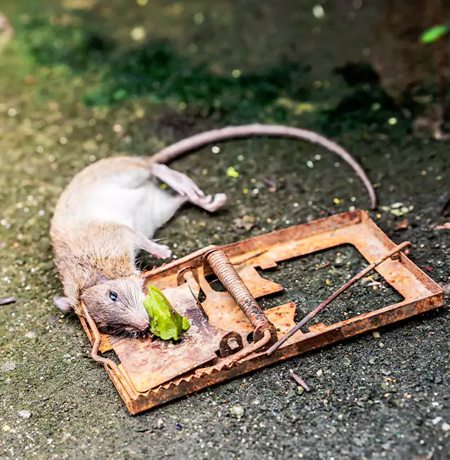 Why Roswell, GA Homeowners Trust Roswell Pest Control Pros for Rodent Removal?