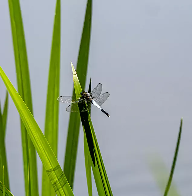 Why Roswell Families Trust Roswell Pest Control Pros for Mosquito Prevention?