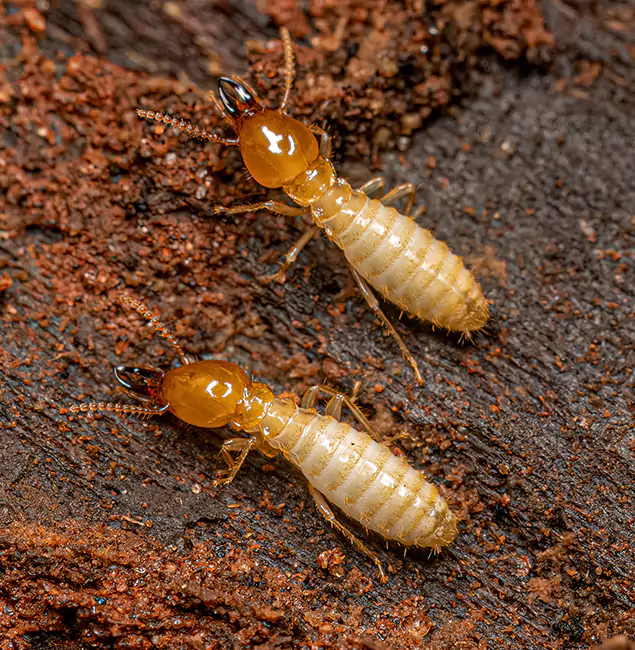 Why Choose Roswell Pest Control Pros for Termite Treatment Without Tenting in Roswell, GA?