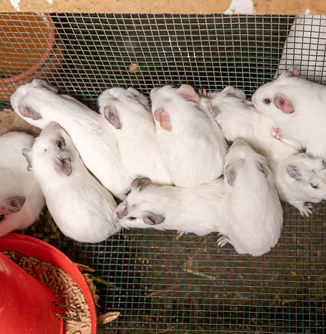 Why Choose Roswell Pest Control Pros for Rat Infestation in Roswell, GA?
