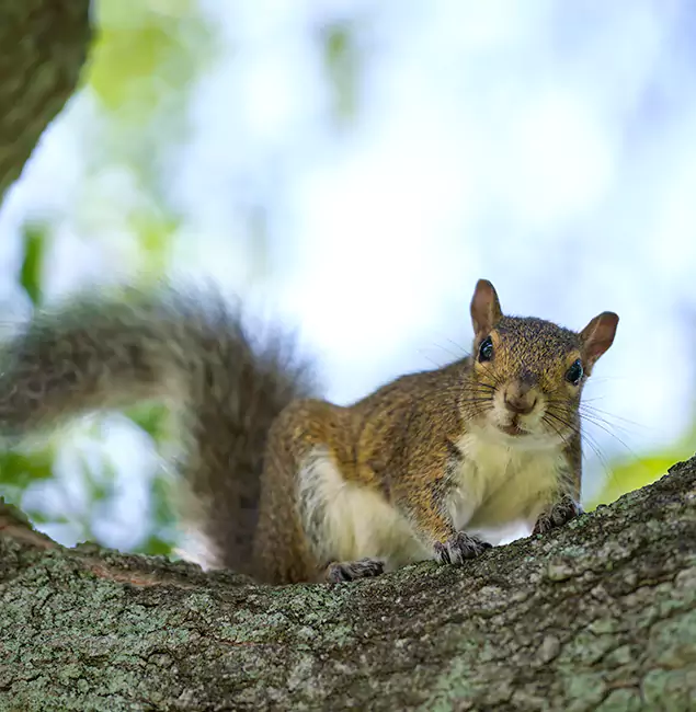 Why Roswell, GA Relies on Roswell Pest Control Pros for Squirrel Pest Control?