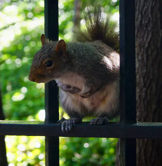 Why Roswell, GA Chooses Roswell Pest Control Pros for Squirrel Removal?