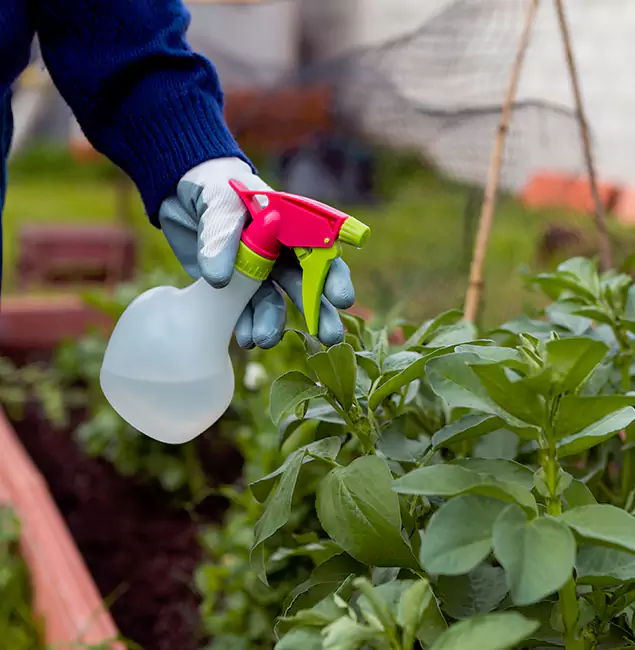 Why Roswell Relies on Roswell Pest Control Pros for Wasp Control Services?