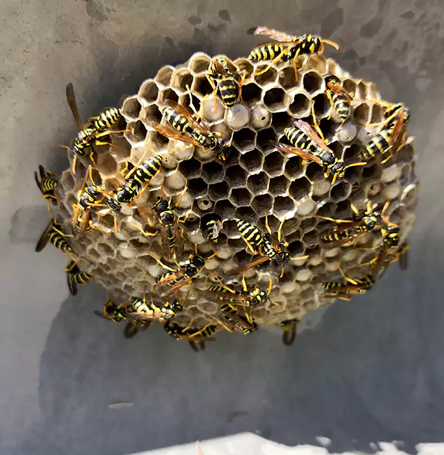 Why Roswell Chooses Roswell Pest Control Pros for Wasp Control Services?
