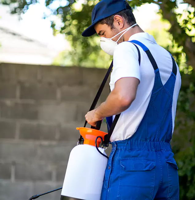 Why Roswell Pest Control Pros Is the Right Choice for Yellow Jacket Removal in Roswell, GA?