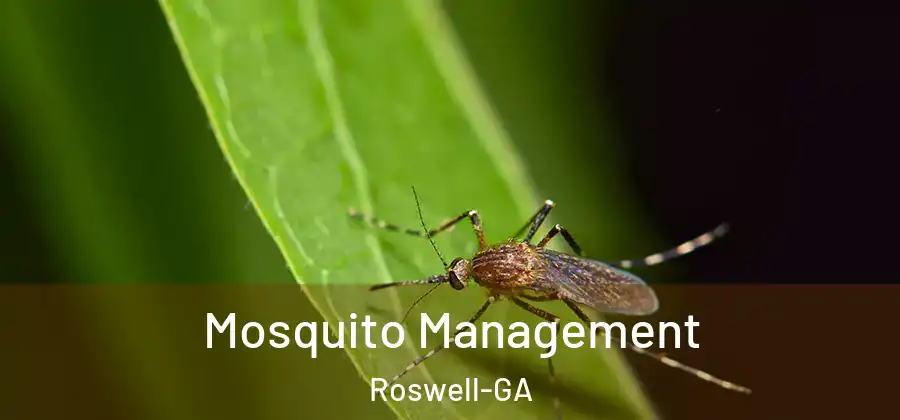 Mosquito Management Roswell-GA