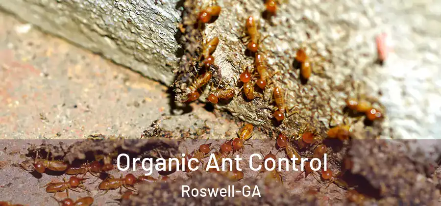 Organic Ant Control Roswell-GA