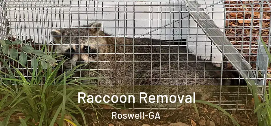 Raccoon Removal Roswell-GA
