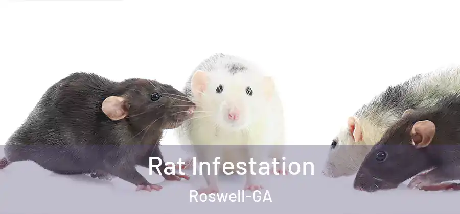 Rat Infestation Roswell-GA