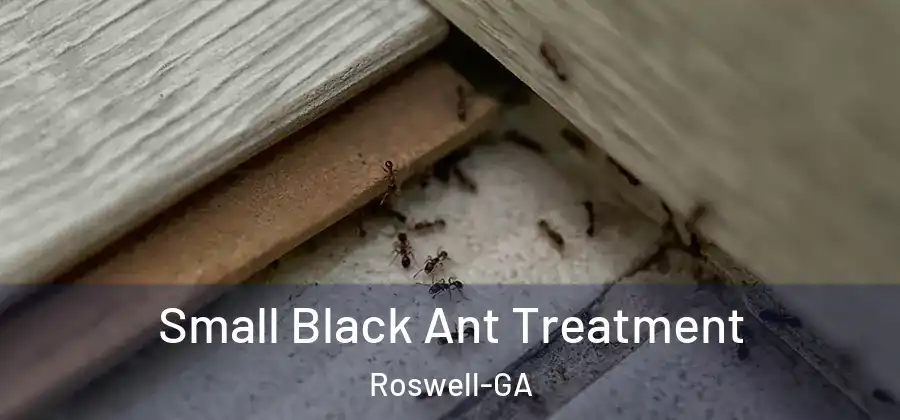 Small Black Ant Treatment Roswell-GA