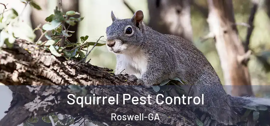 Squirrel Pest Control Roswell-GA
