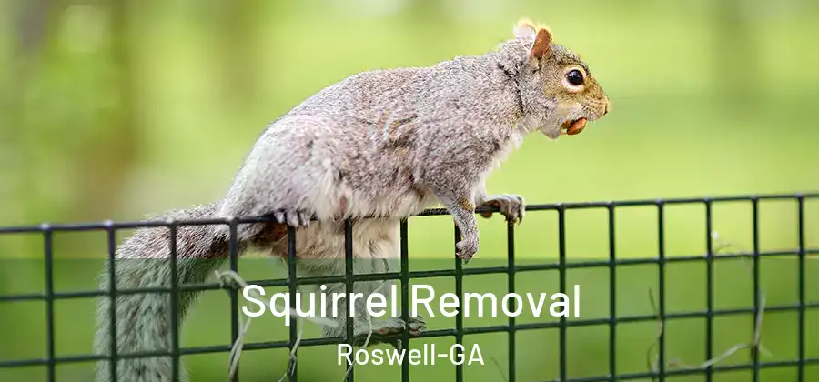 Squirrel Removal Roswell-GA